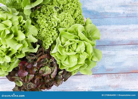 The Group Of Hydroponic Vegetables Isolated On White Background Green