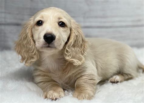 Miniature Long Haired Dachshunds From Dikerdachs Kennels