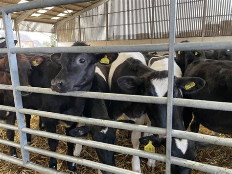 Walford College Farm spring 2024 update - LIC UK