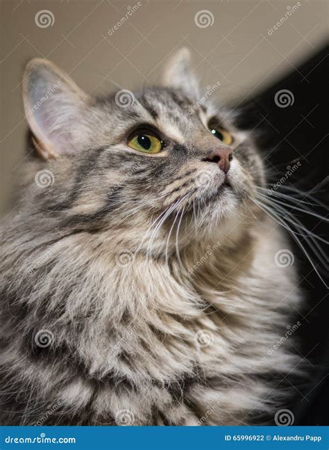 Long hair tabby cat stock photo. Image of ragamuffin - 65996922