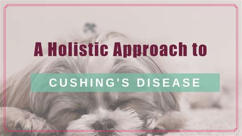 What Are The Final Stages Of Cushings Disease In Dogs