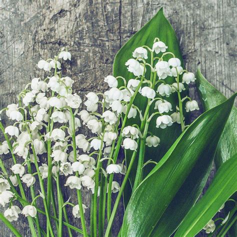 Lily Of The Valley Pips 6 Flowering Lily Of The Valley Bulbs Easy