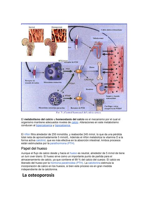 Documento interés El metabolismo del calcio u homeostasis del