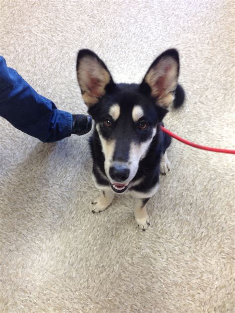 Adorable Alaskan Malamute/Border Collie Mix Puppy