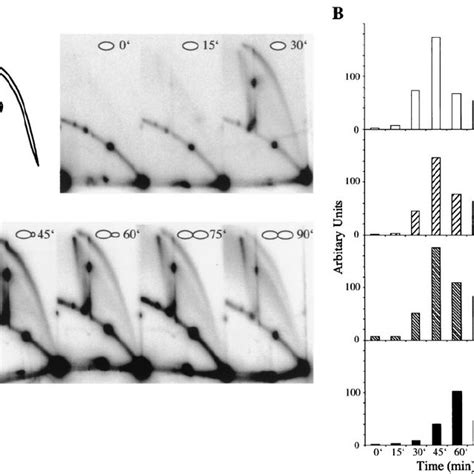 Two Dimensional Gel Electrophoretic Analysis Of YRpTRURAP From A