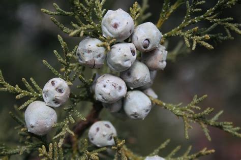Можжевельник(Juniperus),дерево можжевельник, древесина можжевельника