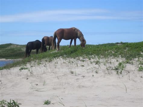 Four Ways to Visit Sable Island in 2020 – Friends of Sable Island