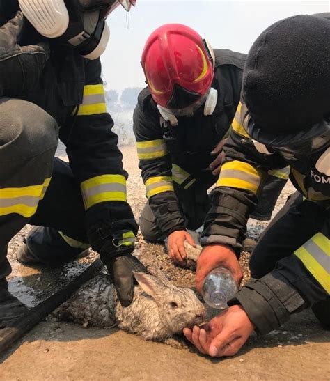 Incendii N Insula Rodos Imagini Emo Ionante Surprinse De Pompierii