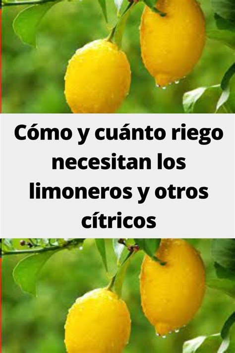 Two Lemons Hanging From A Tree With The Words Como Cuanto Rigo