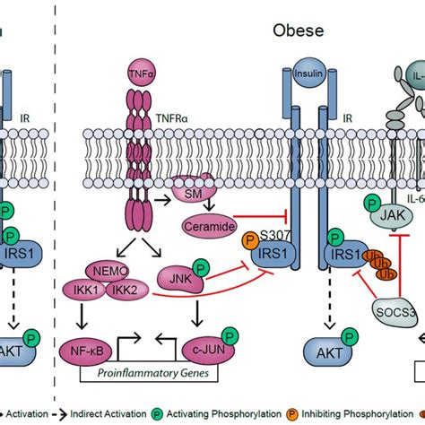 Obesity Induced Inflammation Causes Insulin Resistance Download