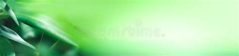 Abstract Background Nature Of Green Leaf On Blurred Greenery Background