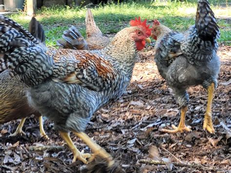 Welbar Chicken Breed Guide - Eco Peanut