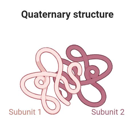 Types of Protein Structure with Diagrams