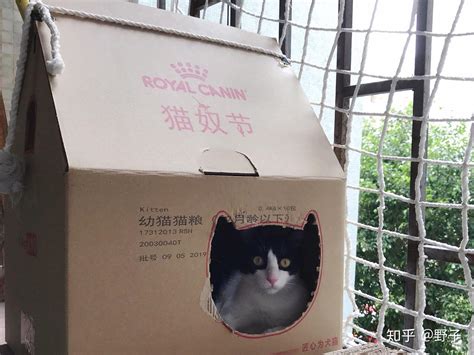 如何用废旧纸箱给猫做猫窝或者猫爬架？ 知乎