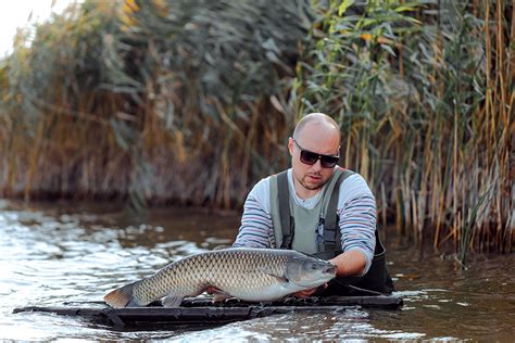 Triploid Grass Carp Ctenopharyngodon Idella Nysdec Permit 55 Off