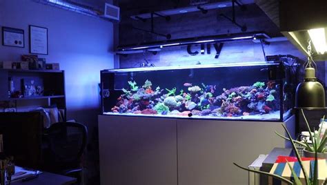 360 Gallon Reef Tank Frag Box Corals