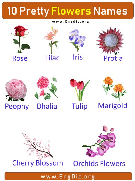 10 Pretty Flower Names with Pictures, Flower Names - EngDic