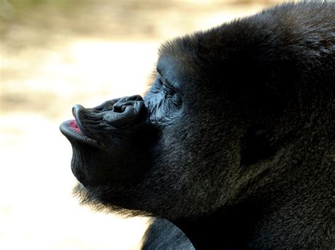 Majestic Gorilla A Stunning Hd Wallpaper