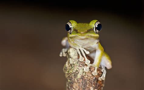 Green And White Frog Hd Wallpaper Wallpaper Flare