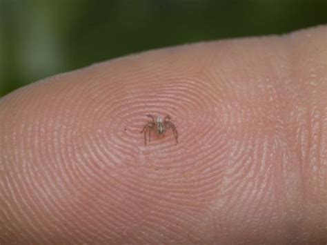 Smallest Spider In The World In 2023 Spiders Perfect Guide