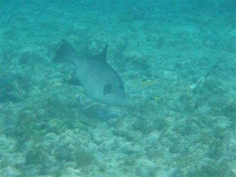 Cemetery Beach and Reef, Grand Cayman - TripAdvisor