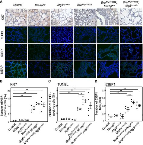 Frontiers MIEAP And ATG5 Are Tumor Suppressors In A Mouse Model Of