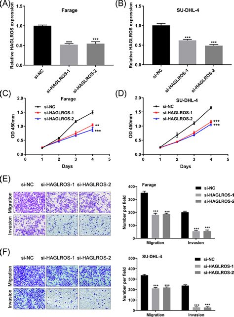 Haglros Knockdown Inhibits Dlbcl Cell Proliferation Migration And