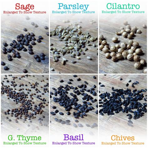 Culinary Herb Seed Collection – Seed Needs LLC