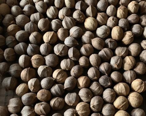 Shellbark Hickory Nuts 1lb - Etsy