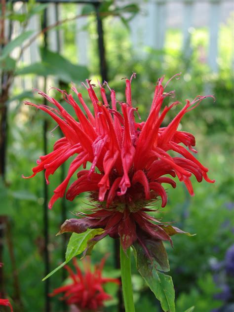 Free Images : nature, blossom, flower, petal, bloom, floral, red, herb ...