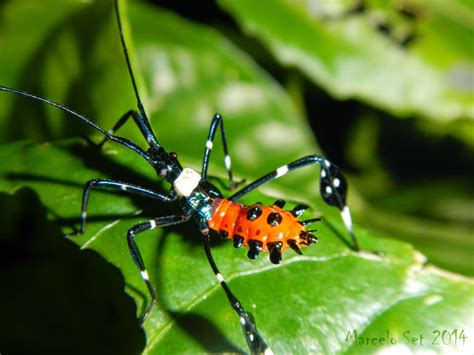 Insetologia Identificação de insetos Ninfa de Percevejo do Maracujá