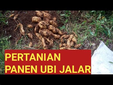 Pertanian Panen Ubi Jalar YouTube