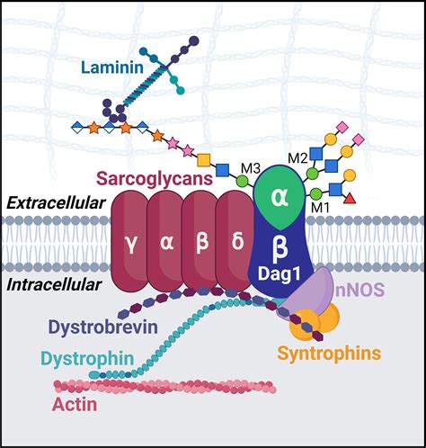 The Many Roles Of Dystroglycan In Nervous System Development And