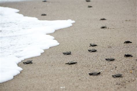 Liberación de tortugas en la playa de Colotepec Puerto Escondido