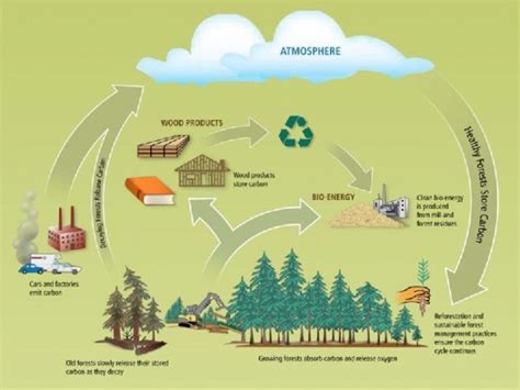 Biomass Cycle 1 Peace For Earth Peace For Ourselves