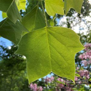 Common Tree Leaf ID: Palmate Leaves | Tyler Arboretum