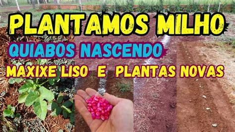 PLANTIO De MILHO QUIABO NASCEU Plantas Novas Sustentabilidade