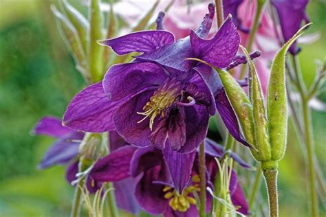 Cuidados de la aguileña aquilegia