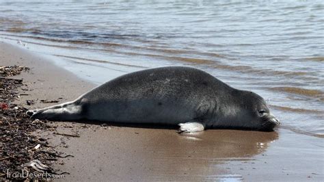 Caspian Seal Caspian Sea Iran In Persian فک خزری Eurasian Lynx