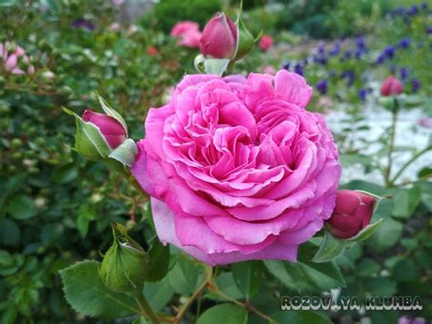 Claire Marshall (Клэр Маршалл) ⋆ Розовая клумба