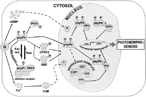 Expression of genes mediating light-dependent growth, development and ...