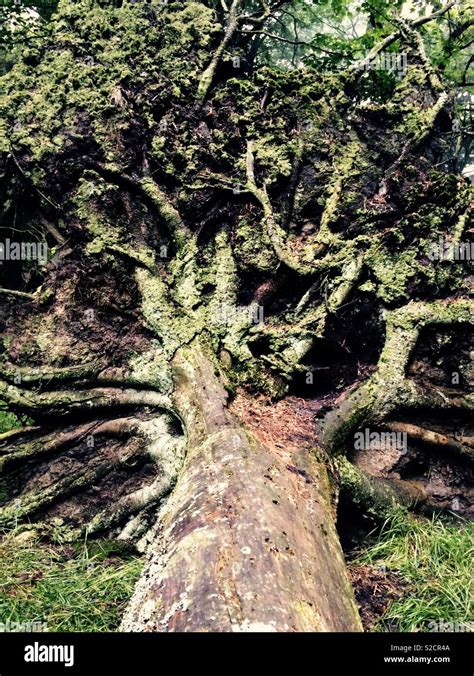 Fallen Tree Roots Stock Photos & Fallen Tree Roots Stock Images - Alamy