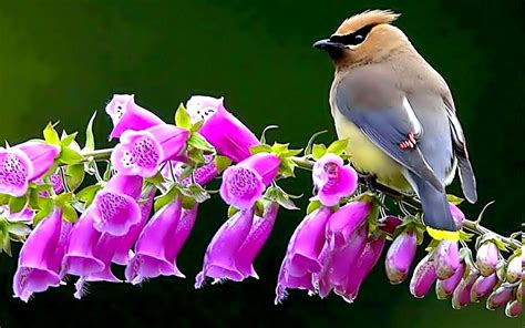 Spring Birds Wallpapers - Wallpaper Cave