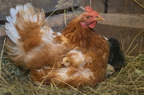 A Mother Hen with Newly Hatched Chicks Stock Image - Image of humane ...