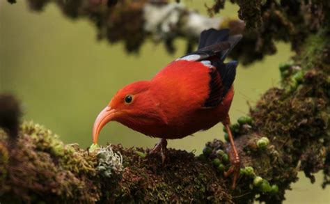 Over half of Hawaiian forest birds are endangered or threatened - Earth.com