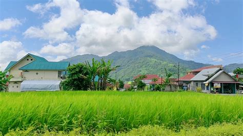 31 Daftar Populer Gambar Pemandangan Sawah Asli Pemandangan - Riset