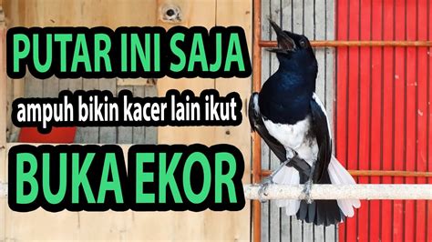 SUARA BURUNG Kacer Gacor NGEPLONG TARUNG Konslet Paling AMPUH Buat