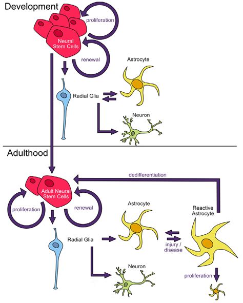 Neuronal And Astrocyte Development Neural Stem Cells Can Renew