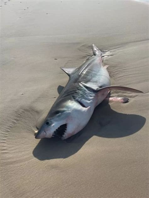 Great White Shark Washes Up On Beach After Multiple Sightings Then