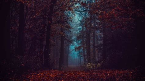 Forest Wallpaper 4K, Fall Foliage, Fog, Morning, Dark